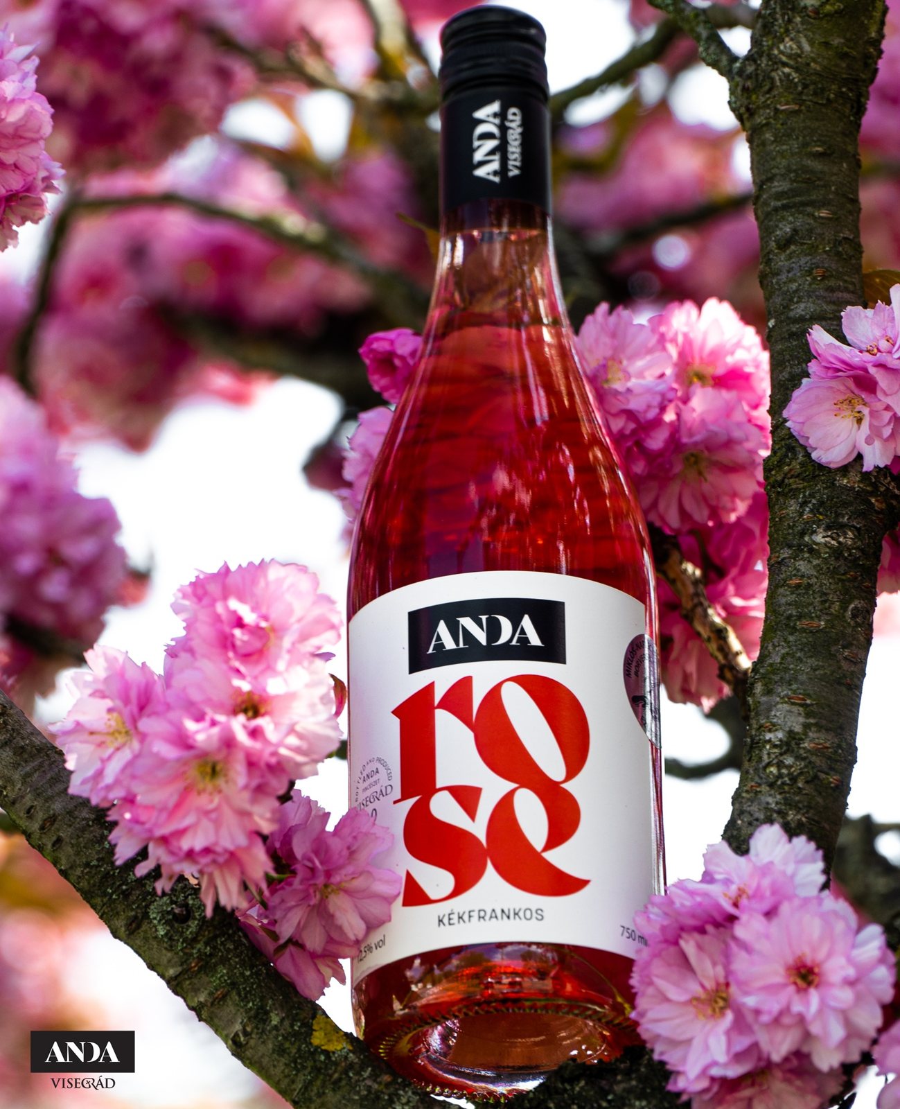 Anda Rosé – díjnyertes rosé a visegrádi családi pincészetből